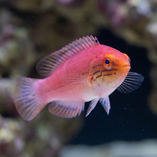 Kato's Fairy Wrasse - Image 4