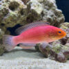 Kato's Fairy Wrasse