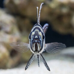 Alternative view of Banggai Cardinal