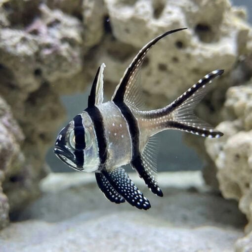 Banggai Cardinal - Image 3