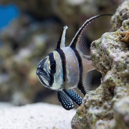 Banggai Cardinal - Image 4