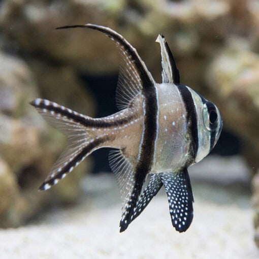 Banggai Cardinal - Image 5