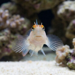 Alternative view of Linear Blenny