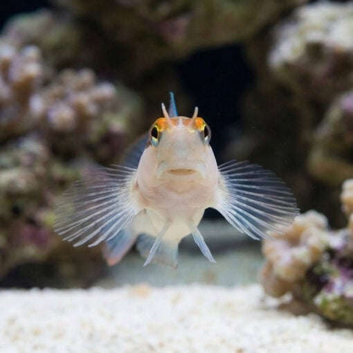 Linear Blenny - Image 2