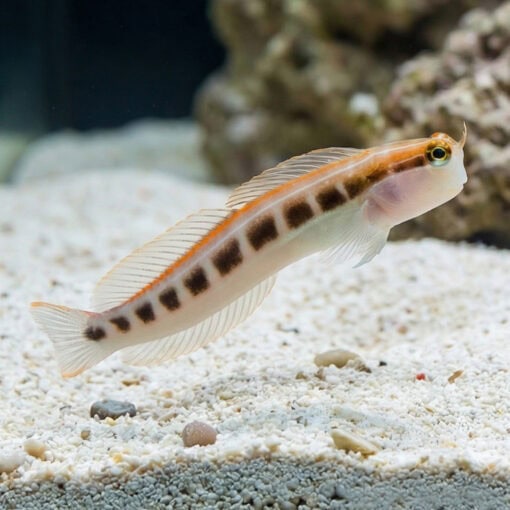 Linear Blenny - Image 3