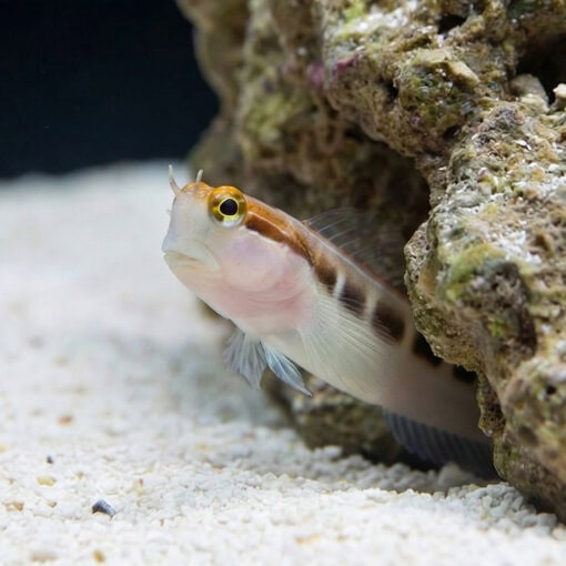Linear Blenny - Image 4