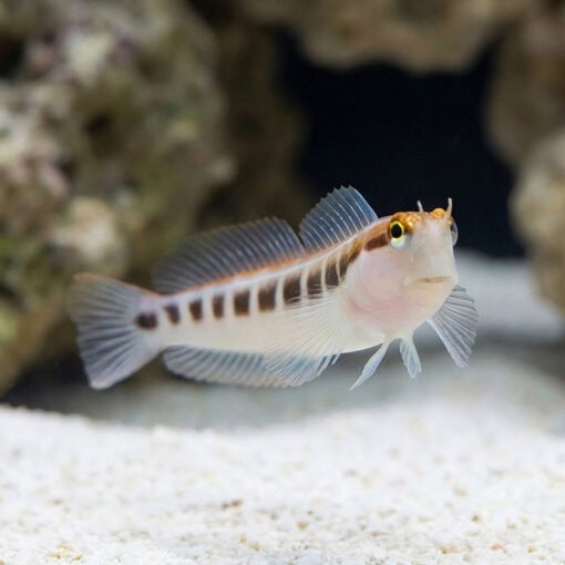 Linear Blenny - Image 5