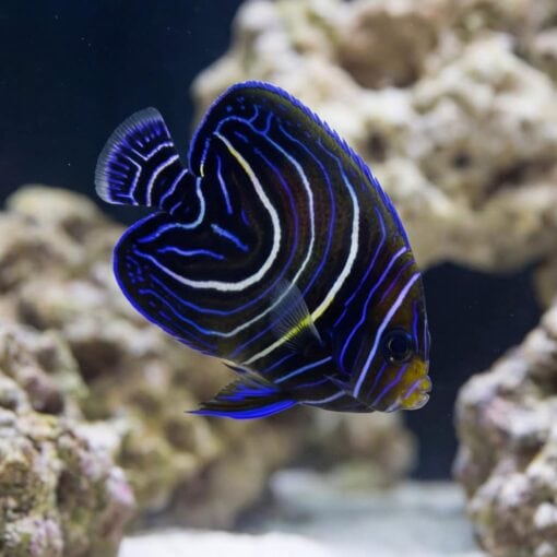 Koran Angelfish - Image 3
