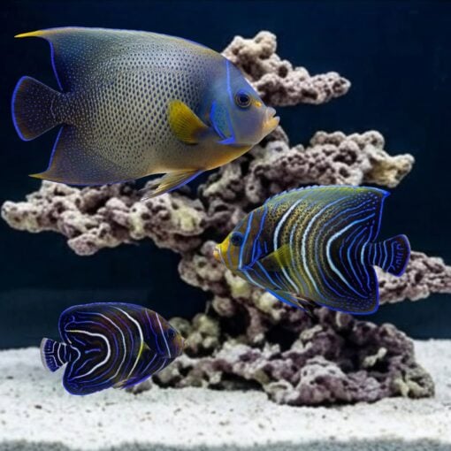 Koran Angelfish