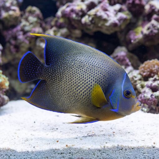 Koran Angelfish - Image 5