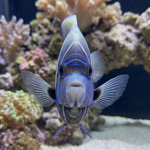 Koran Angelfish - Image 2