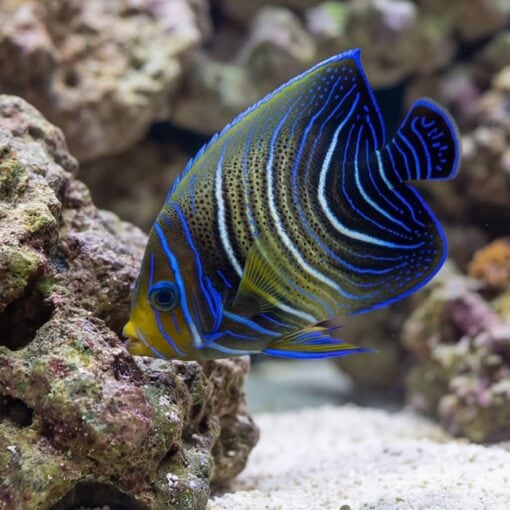 Koran Angelfish - Image 4