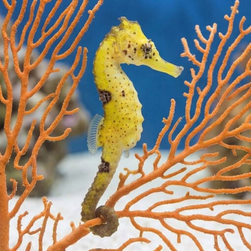 Kuda Black Seahorse