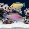 Kuiter's Leopard Wrasse