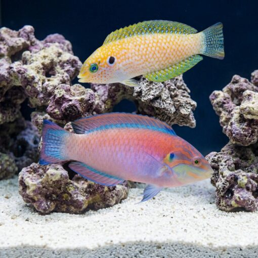 Kuiter's Leopard Wrasse