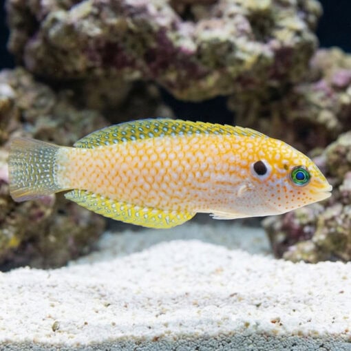 Kuiter's Leopard Wrasse - Image 3