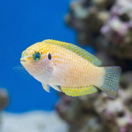 Kuiter's Leopard Wrasse - Image 5