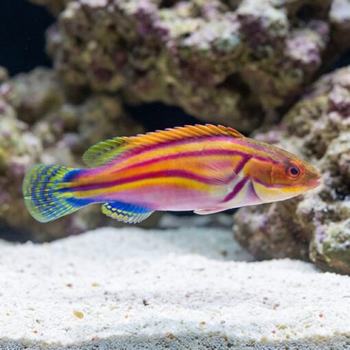 Labout's Fairy Wrasse - Image 4