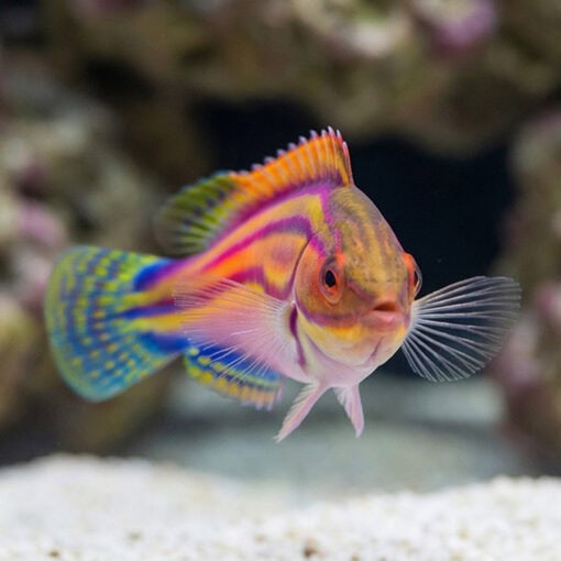 Labout's Fairy Wrasse - Image 5