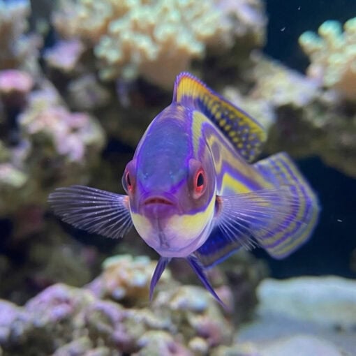 Labout's Fairy Wrasse - Image 2