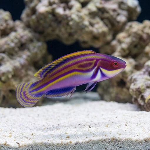 Labout's Fairy Wrasse - Image 3