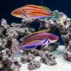 Labout's Fairy Wrasse