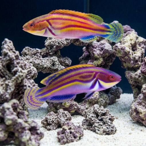 Labout's Fairy Wrasse