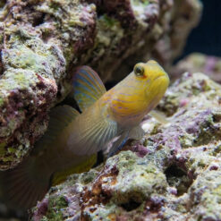 Alternative view of Blue Streak Watchman Goby