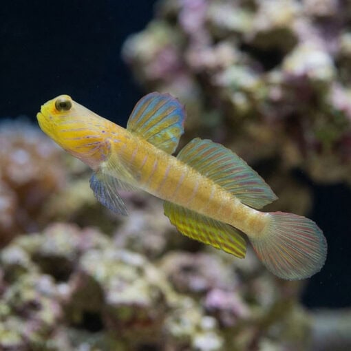 Blue Streak Watchman Goby - Image 3