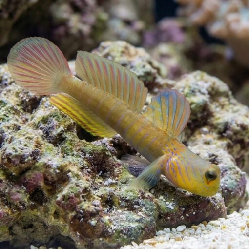 Blue Streak Watchman Goby - Image 4