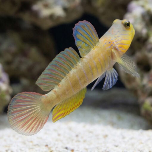 Blue Streak Watchman Goby - Image 5