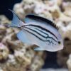 Lamarck Angelfish