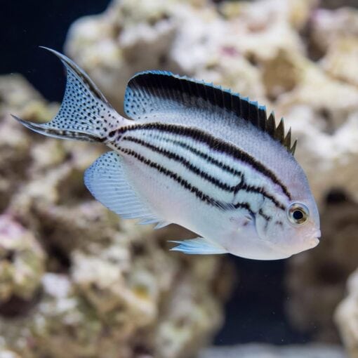 Lamarck Angelfish