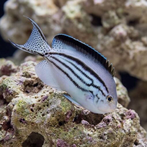 Lamarck Angelfish - Image 5