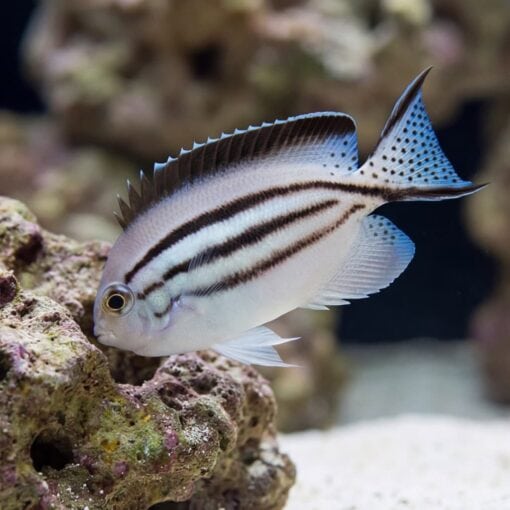 Lamarck Angelfish - Image 3