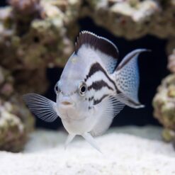 Alternative view of Lamarck Angelfish