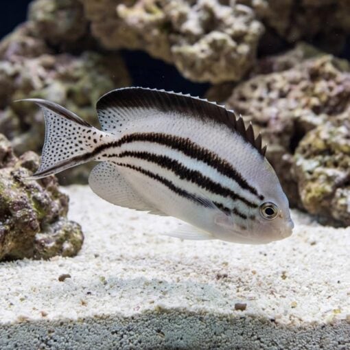Lamarck Angelfish - Image 4