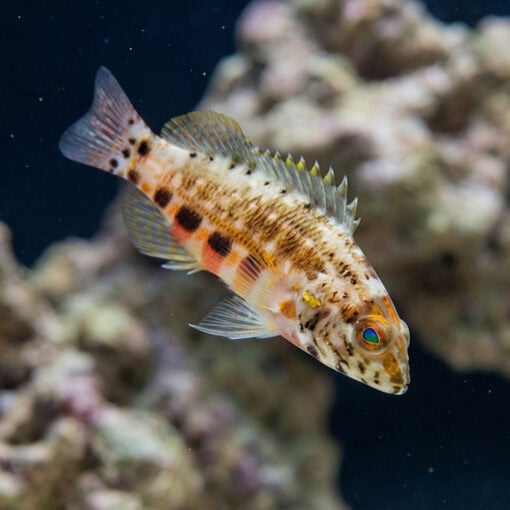 Lantern Basslet