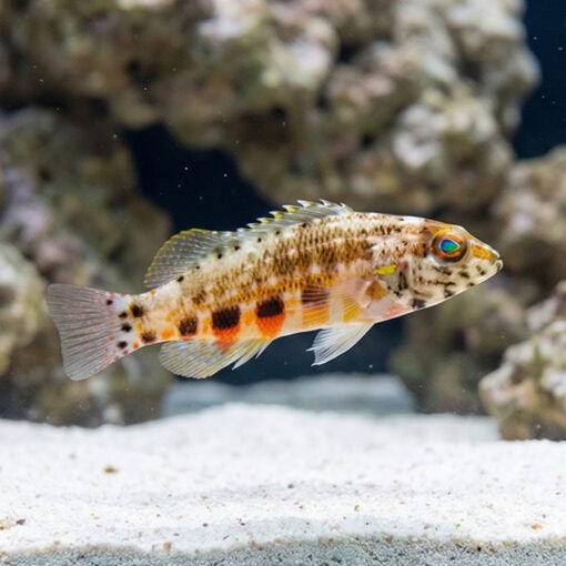 Lantern Basslet - Image 3