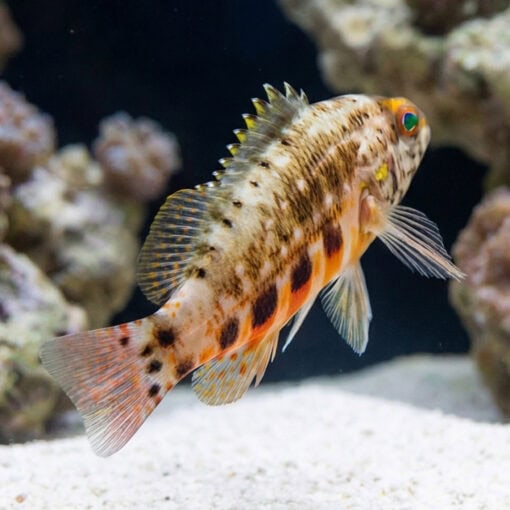 Lantern Basslet - Image 4