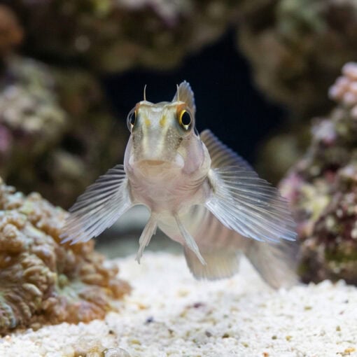 Panamic Fanged Blenny - Image 2