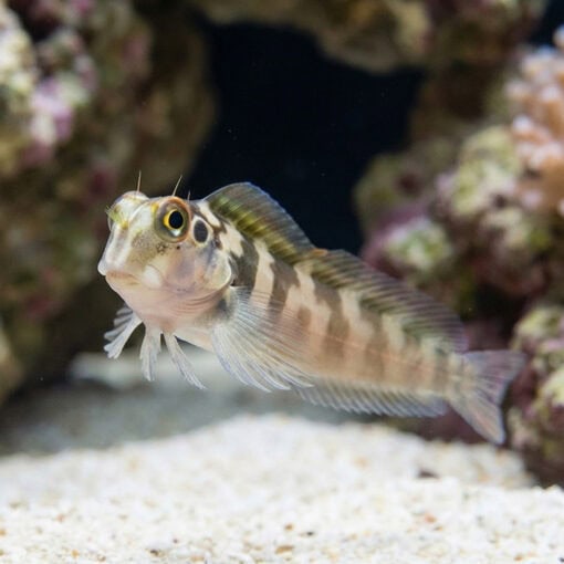Panamic Fanged Blenny - Image 3