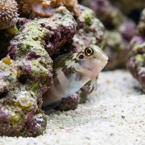 Panamic Fanged Blenny - Image 4