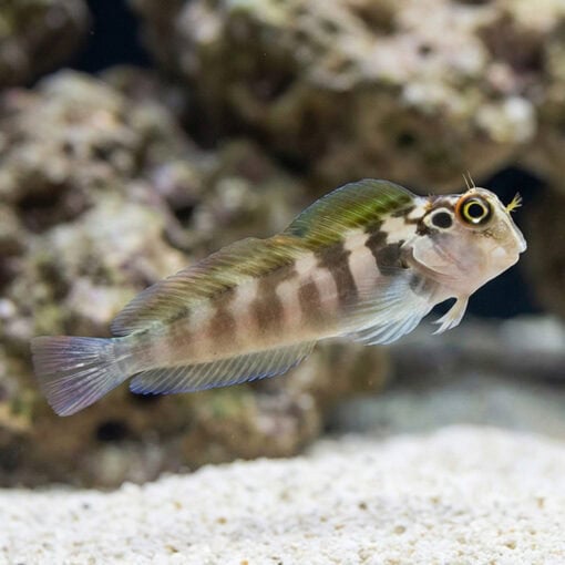 Panamic Fanged Blenny - Image 5