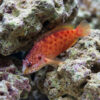 Lava Pseudogramma