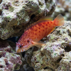 Lava Pseudogramma