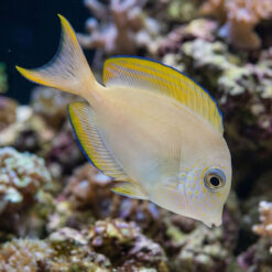 Lavender Tang