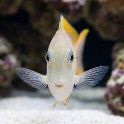 Alternative view of Lavender Tang