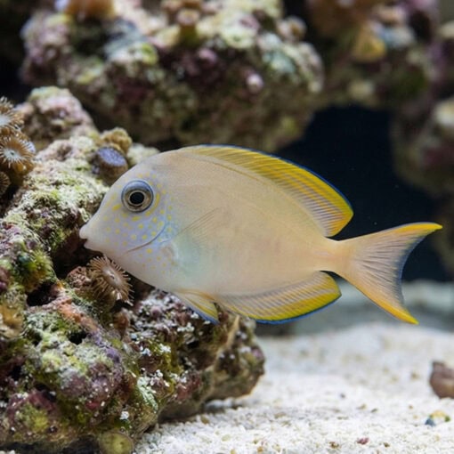 Lavender Tang - Image 4