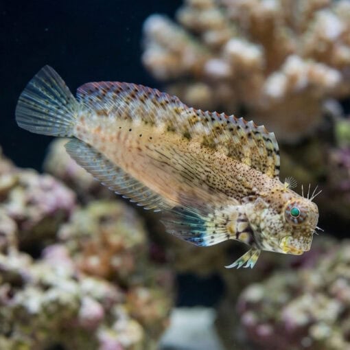 Lawnmower Blenny